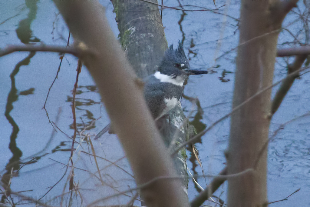 Belted Kingfisher | Male