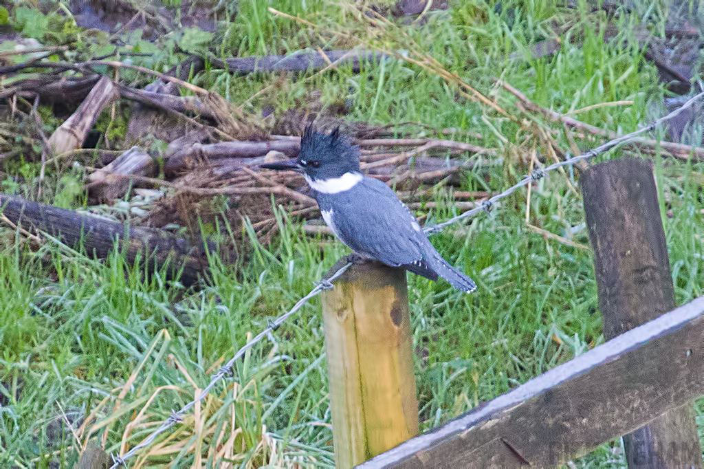 Belted Kingfisher | Male
