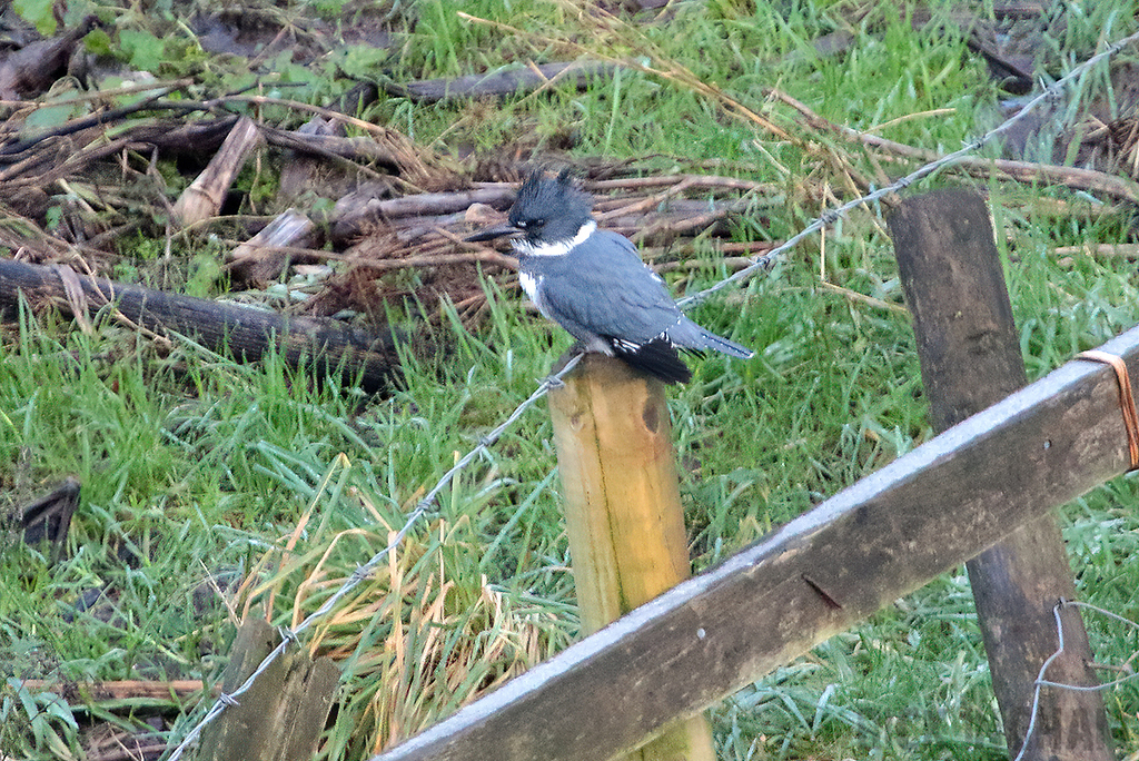 Belted Kingfisher | Male