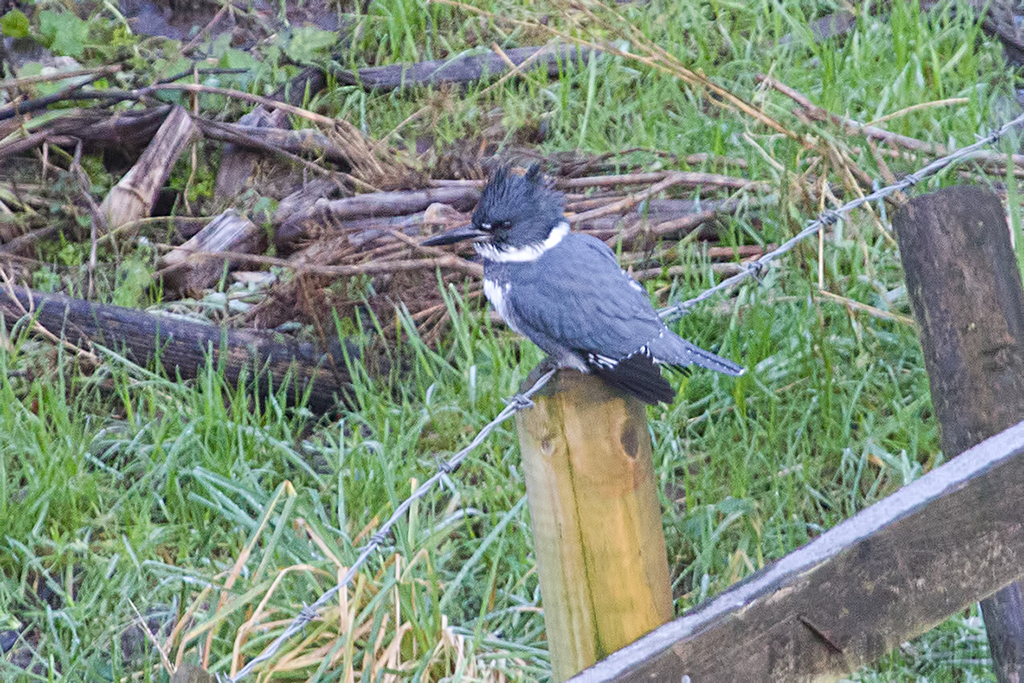Belted Kingfisher | Male