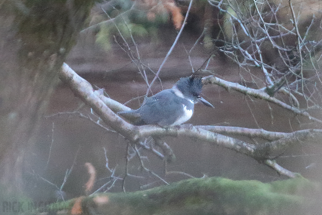 Belted Kingfisher | Male
