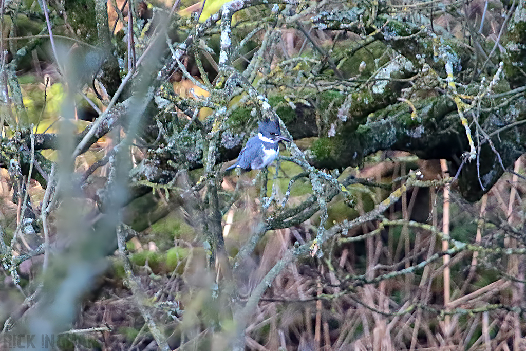 Belted Kingfisher | Male