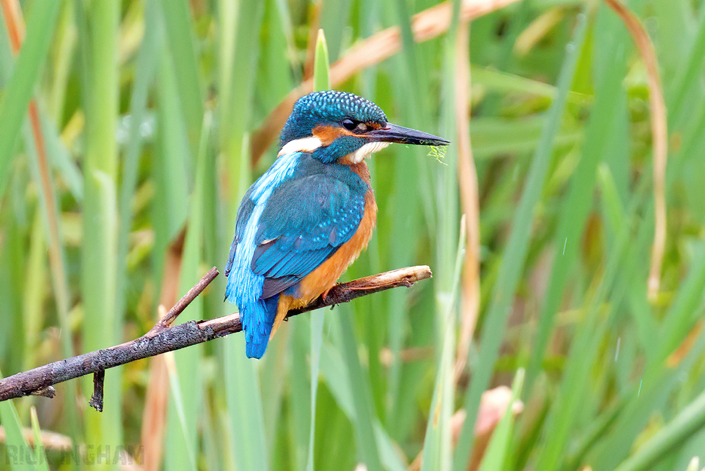 Common Kingfisher | Male