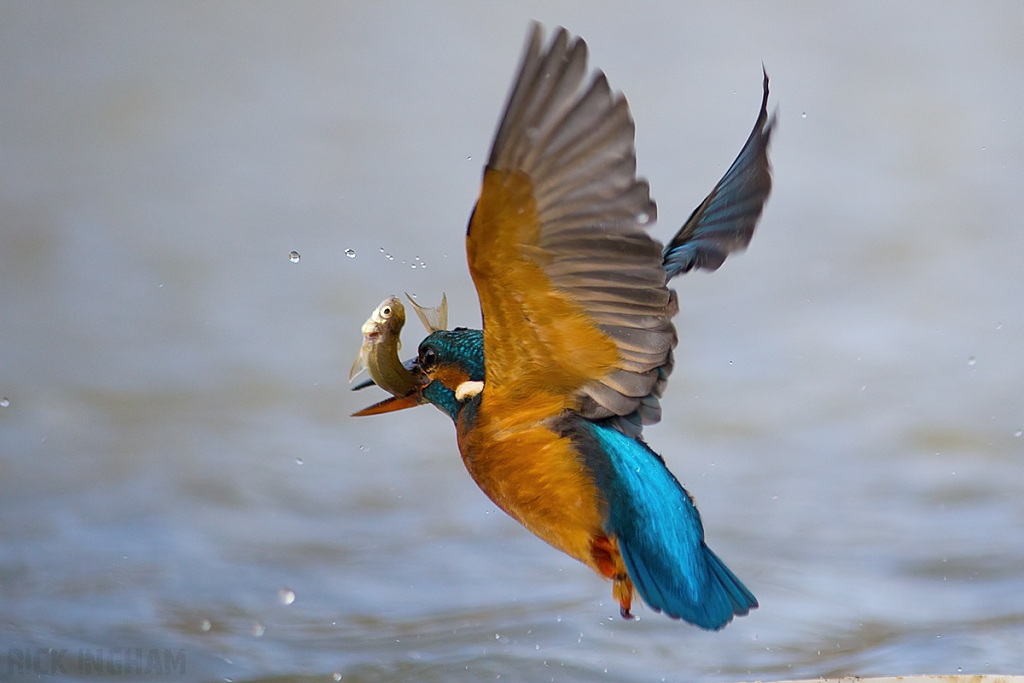 Common Kingfisher | Female