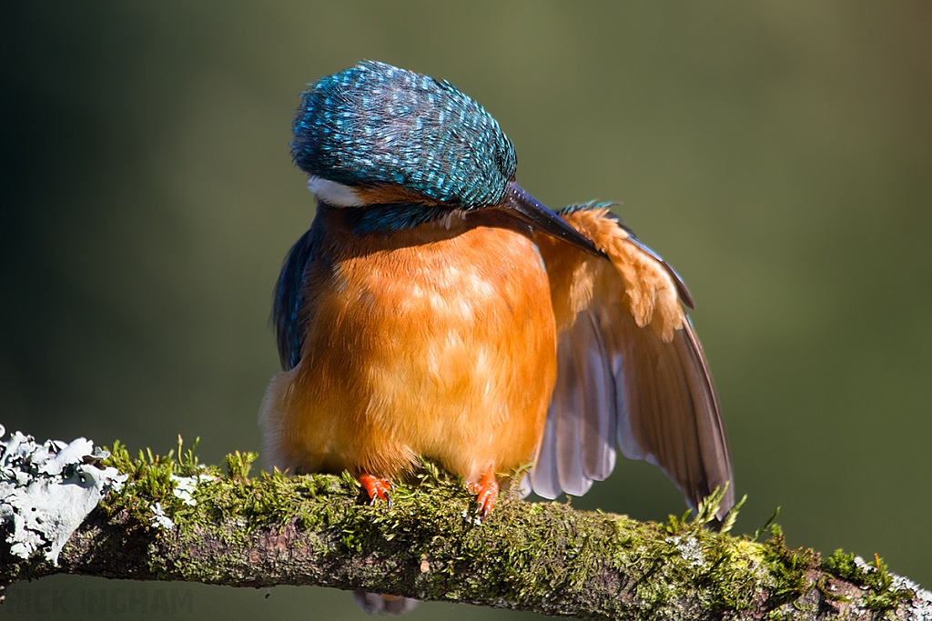 Common Kingfisher | Female