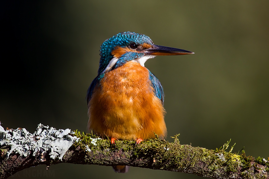 Common Kingfisher | Female