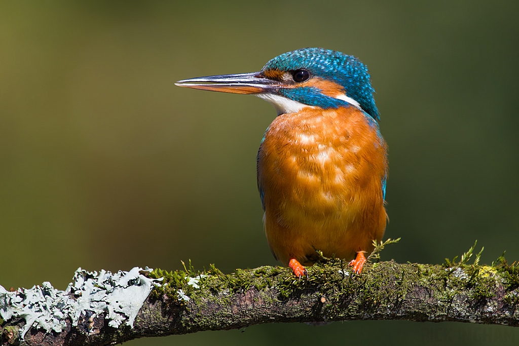 Common Kingfisher | Female