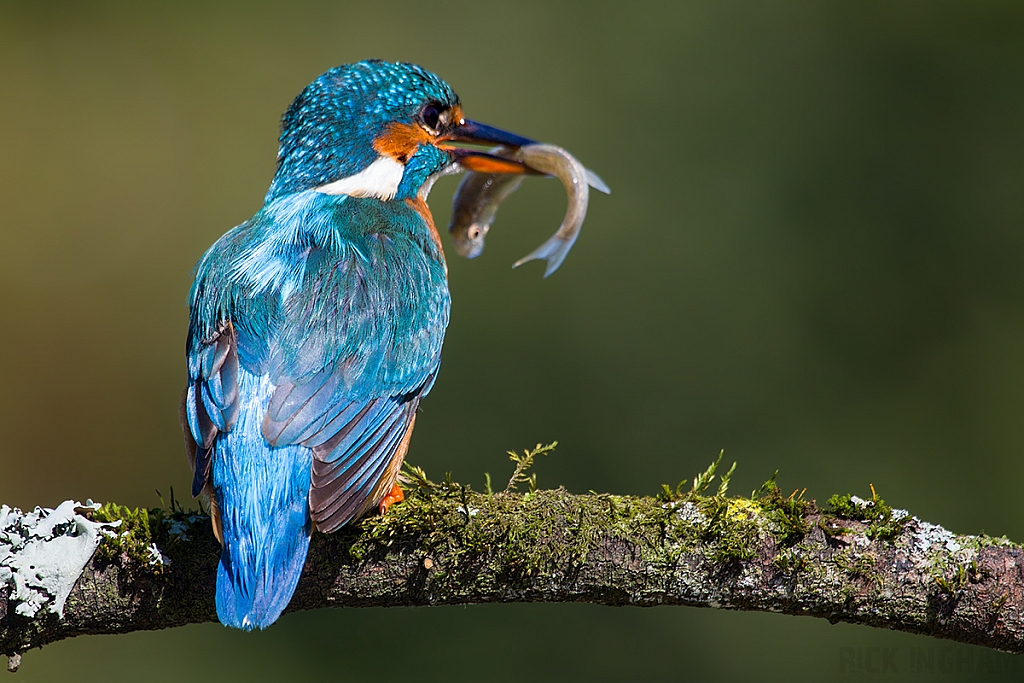 Common Kingfisher | Female