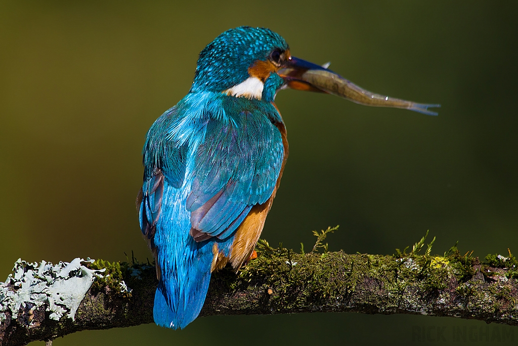 Common Kingfisher | Female