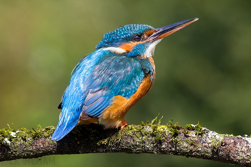 Common Kingfisher | Female