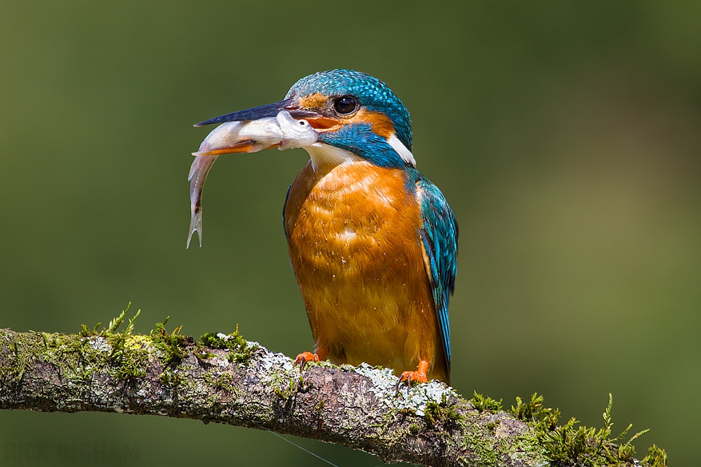 Common Kingfisher | Female