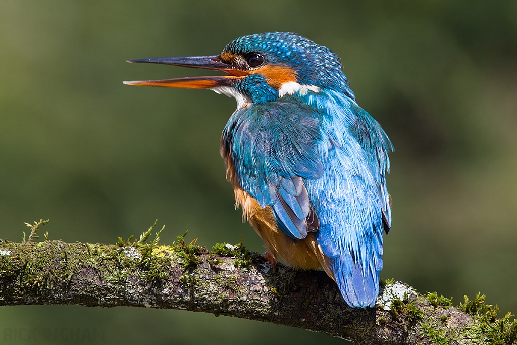 Common Kingfisher | Female