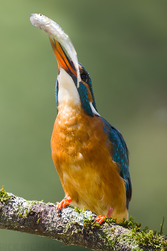 Common Kingfisher | Female