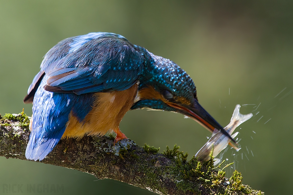 Common Kingfisher | Female