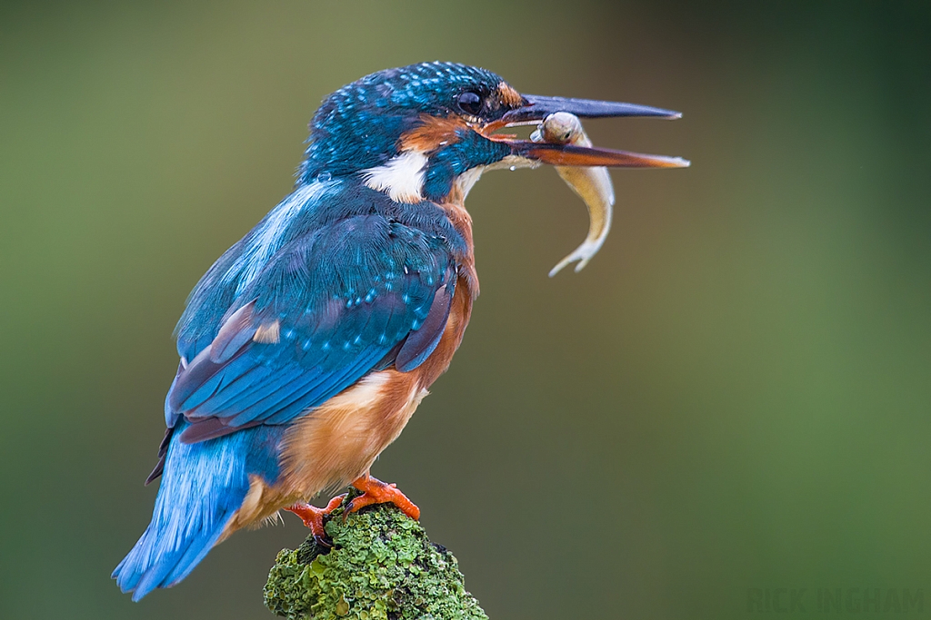 Common Kingfisher | Female