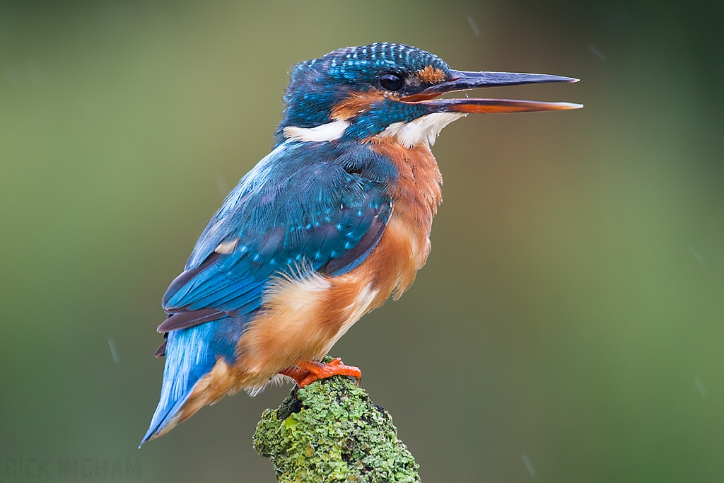 Common Kingfisher | Female