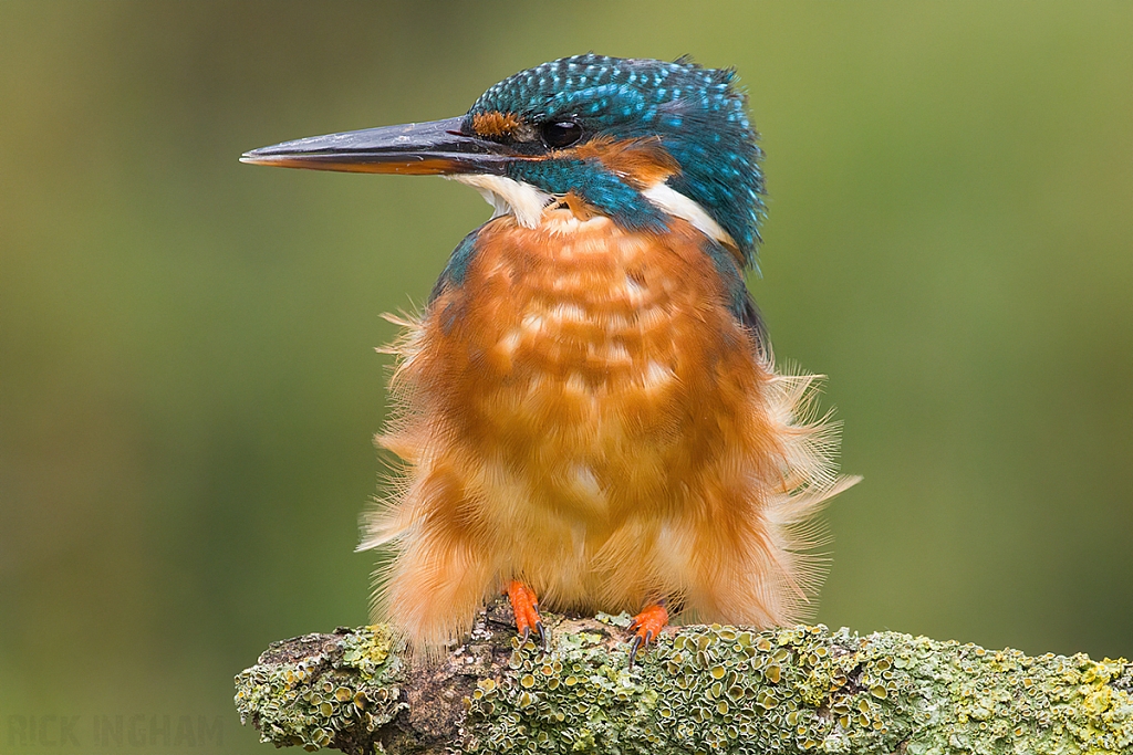 Common Kingfisher | Female