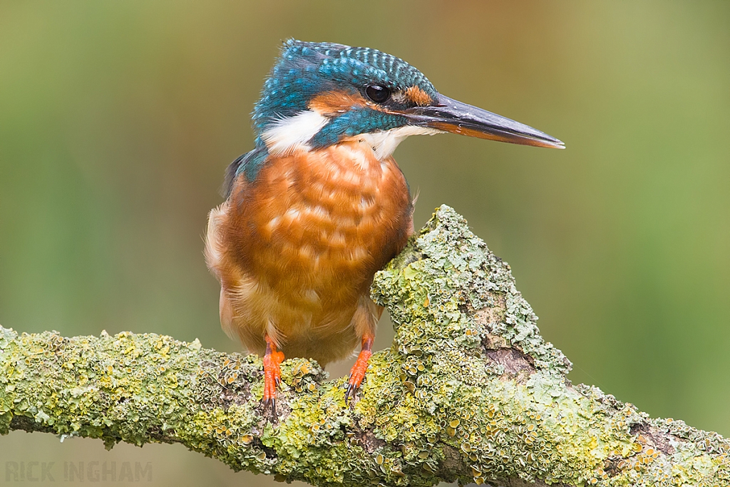 Common Kingfisher | Female