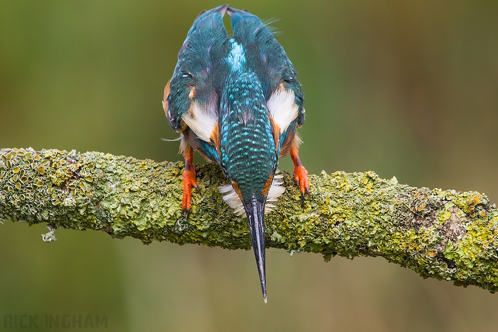 Common Kingfisher | Female