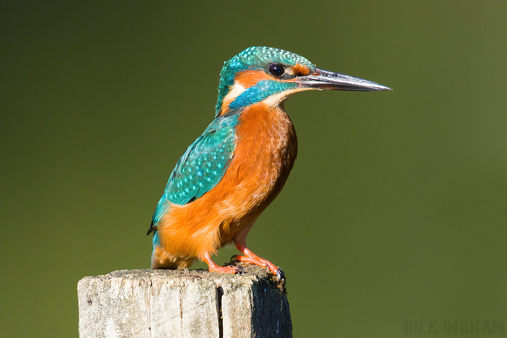 Common Kingfisher | Male