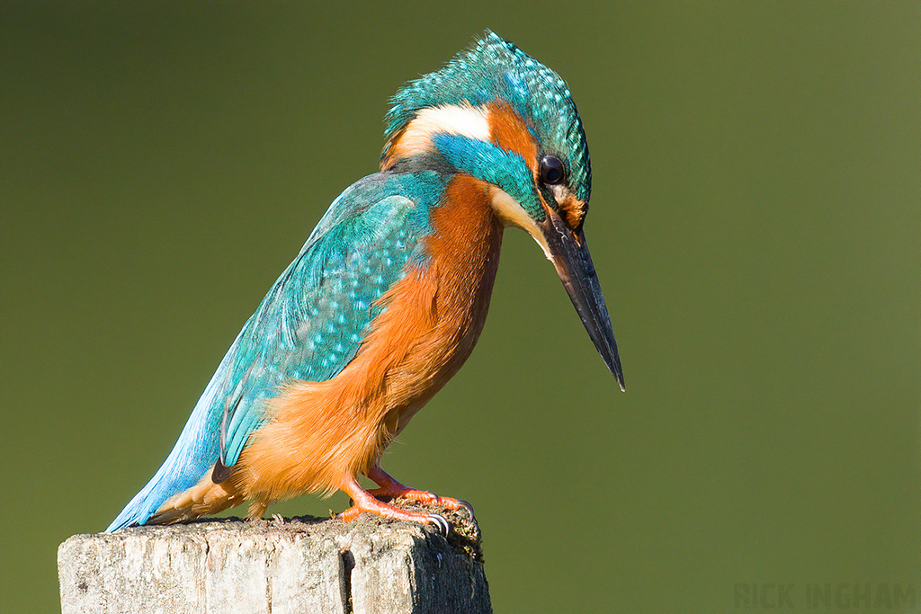 Common Kingfisher | Male