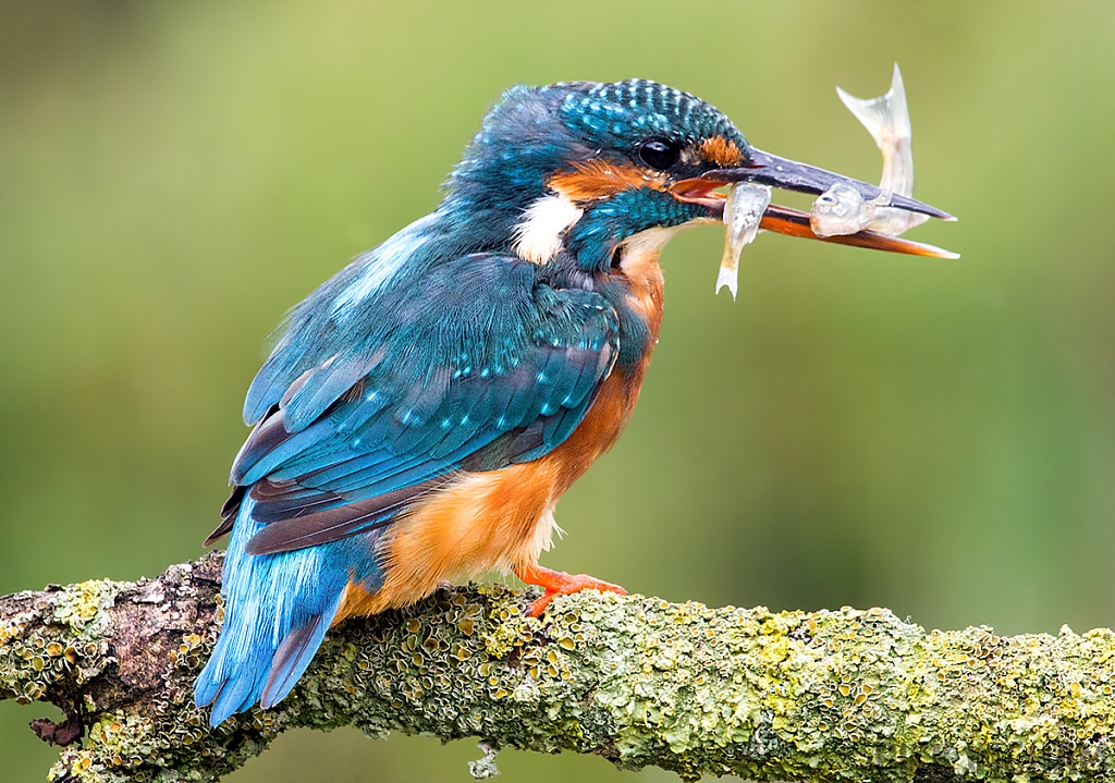 Common Kingfisher | Female