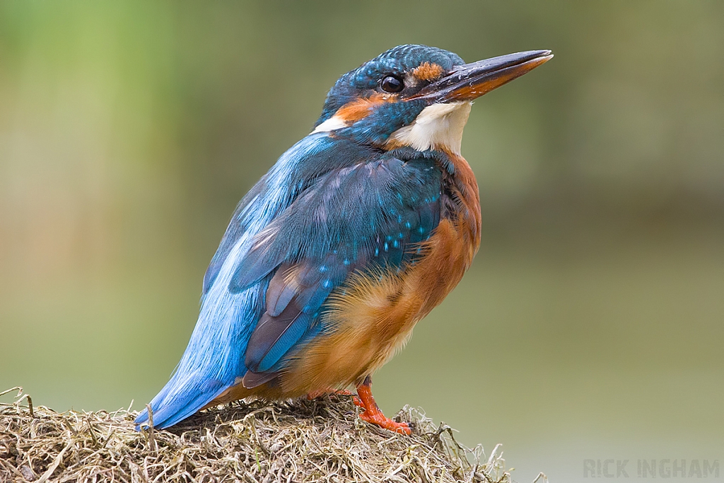 Common Kingfisher | Female