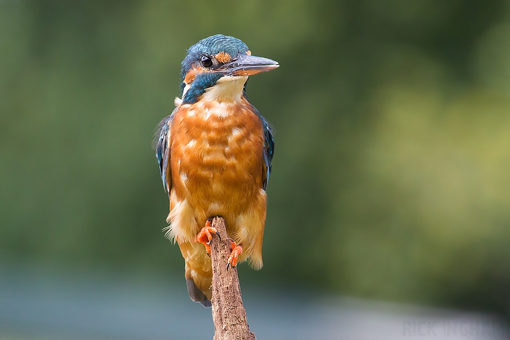 Common Kingfisher | Female