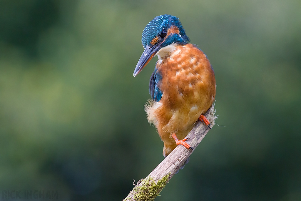 Common Kingfisher | Female