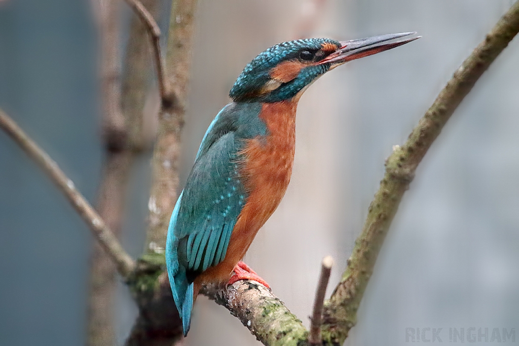 Common Kingfisher | Female