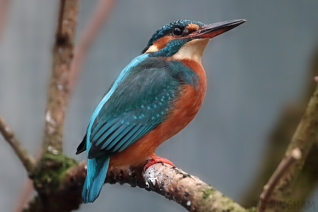 Common Kingfisher | Female