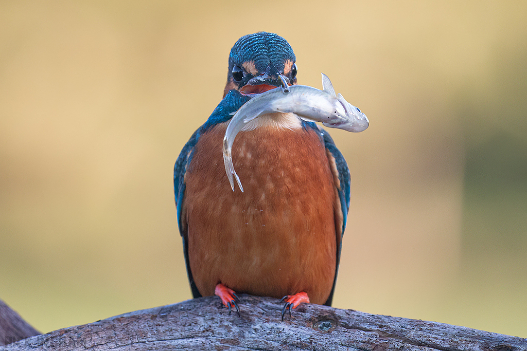 Common Kingfisher | Male
