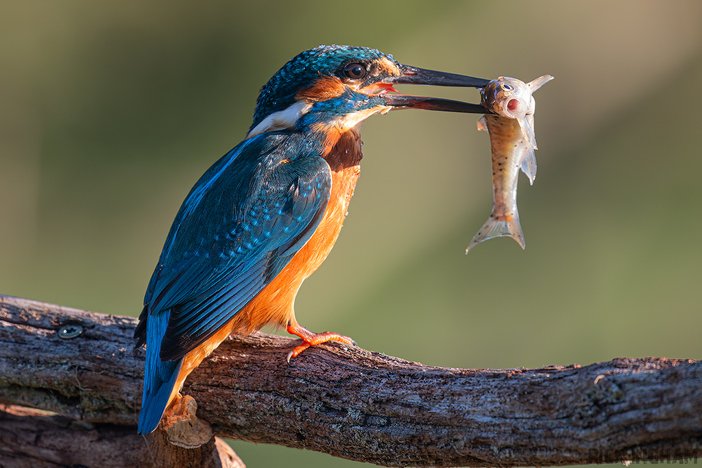 Common Kingfisher | Male