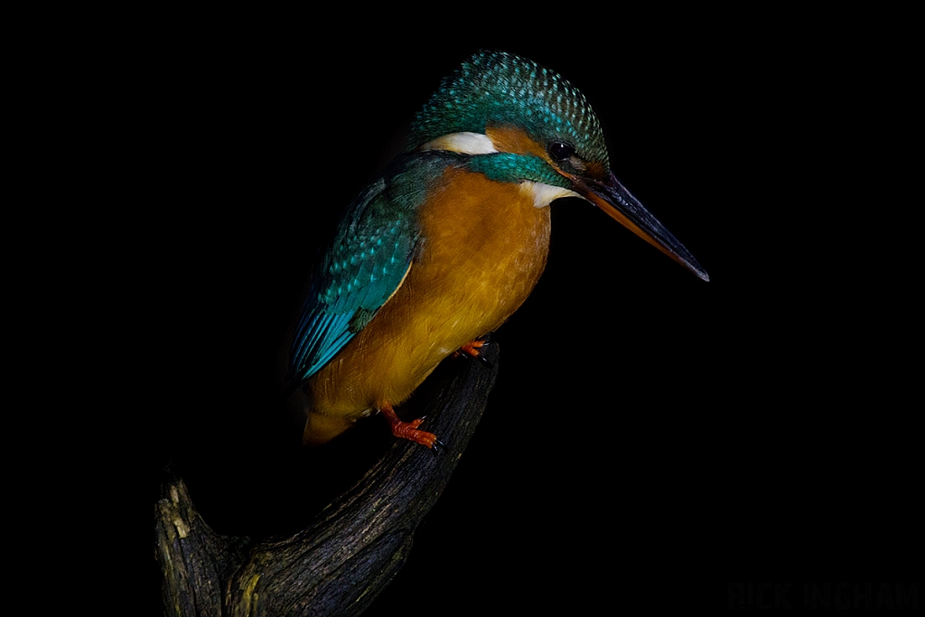 Common Kingfisher | Female