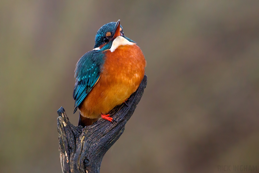 Common Kingfisher | Female