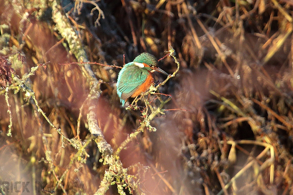 Common Kingfisher | Male