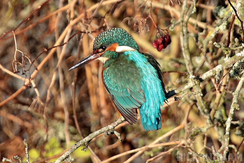 Common Kingfisher | Male