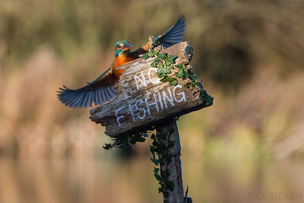 Common Kingfisher | Female