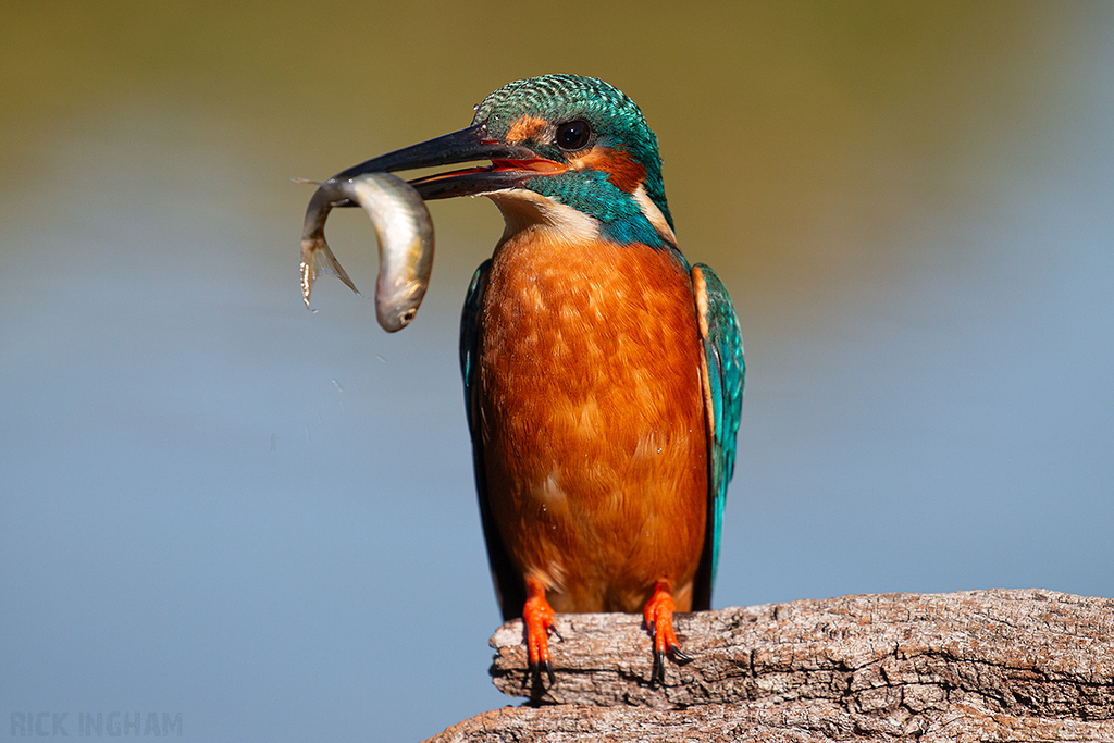 Common Kingfisher | Male