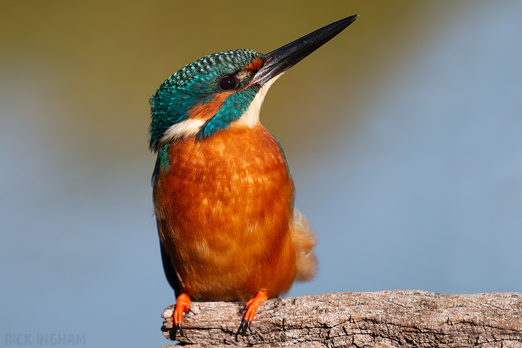 Common Kingfisher | Male