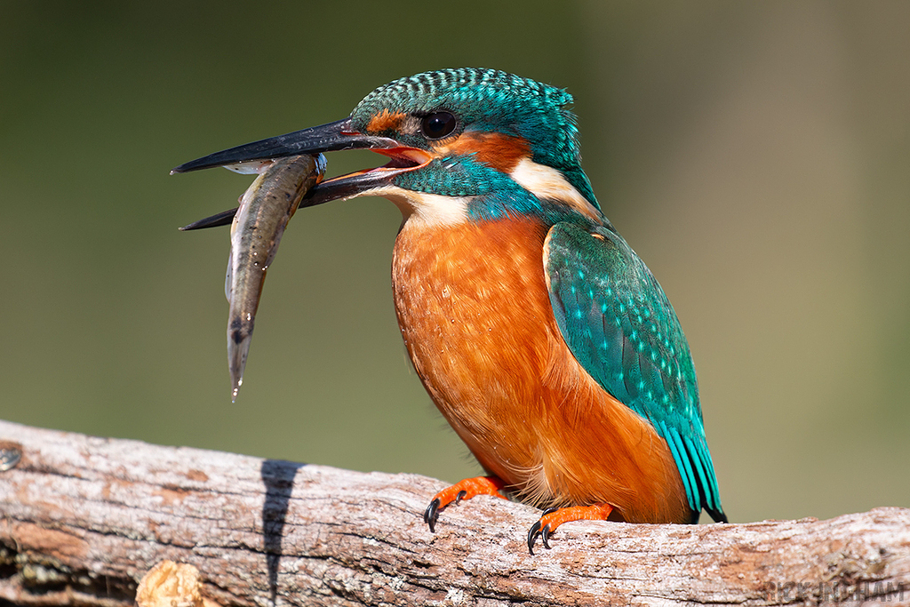Common Kingfisher | Male