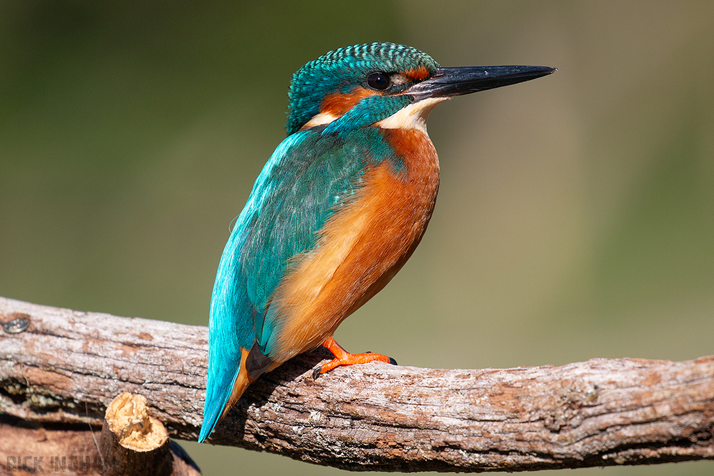 Common Kingfisher | Male