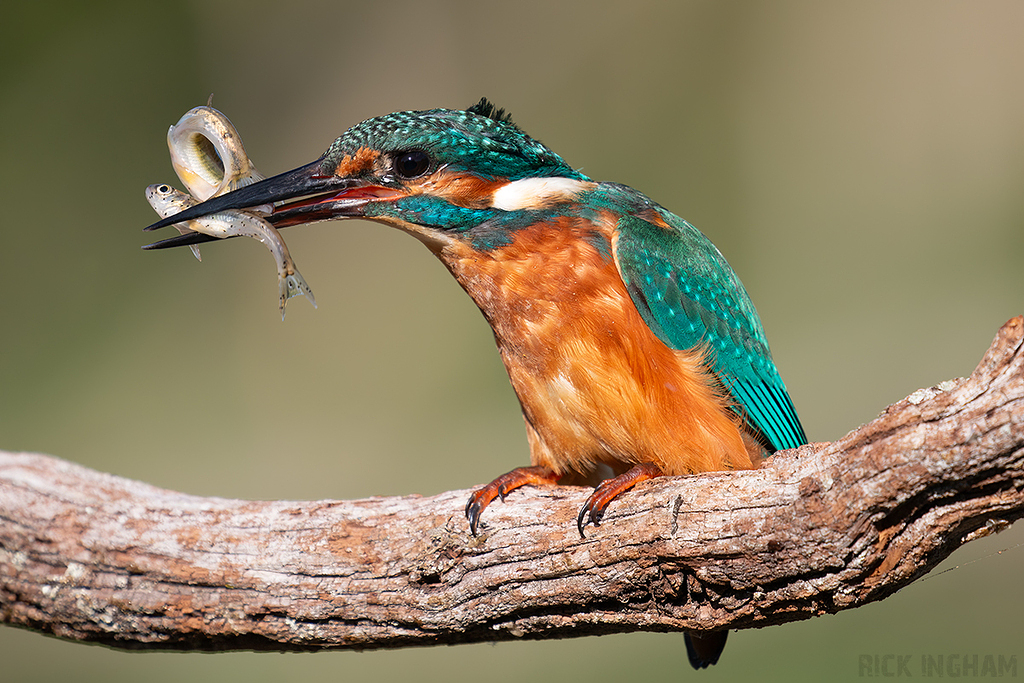 Common Kingfisher | Male