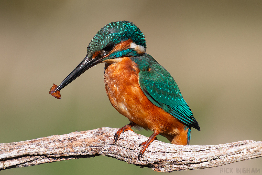 Common Kingfisher | Male