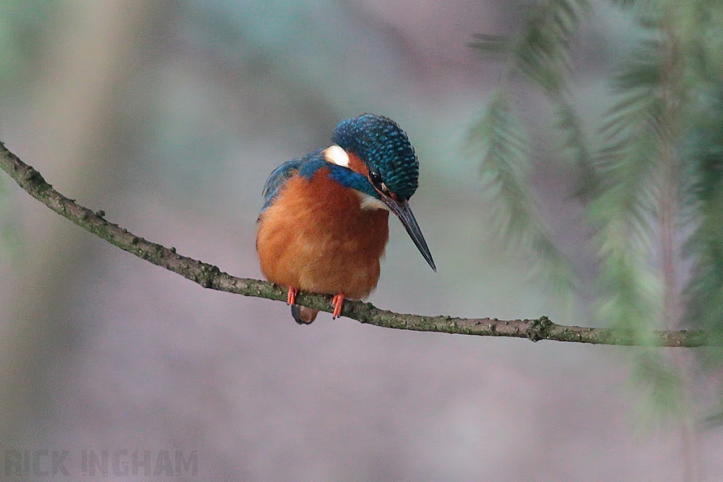 Common Kingfisher | Male