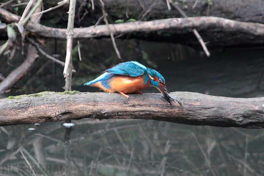 Common Kingfisher | Male
