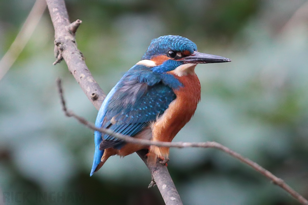 Common Kingfisher | Male