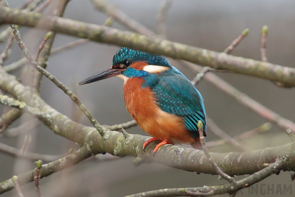 Common Kingfisher | Male