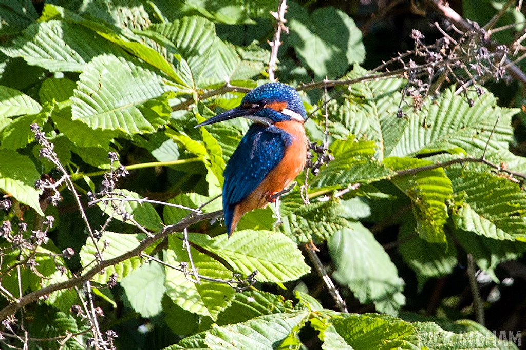 Common Kingfisher | Male