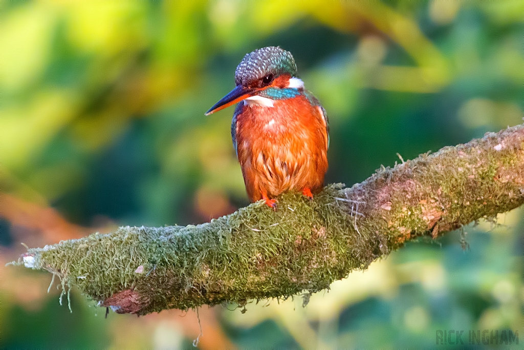 Common Kingfisher | Female
